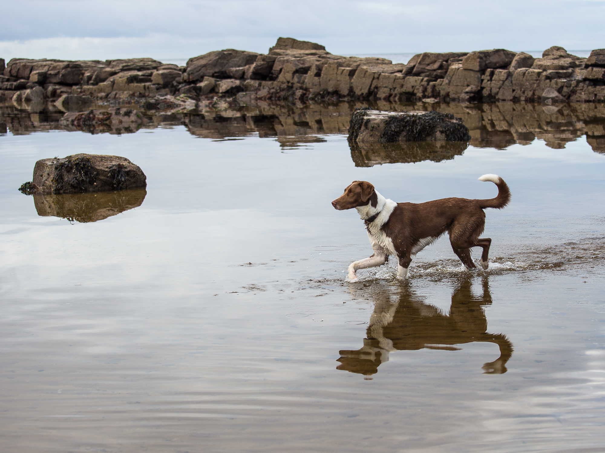 A hound enters the sea, its reflection caught in the moving waters