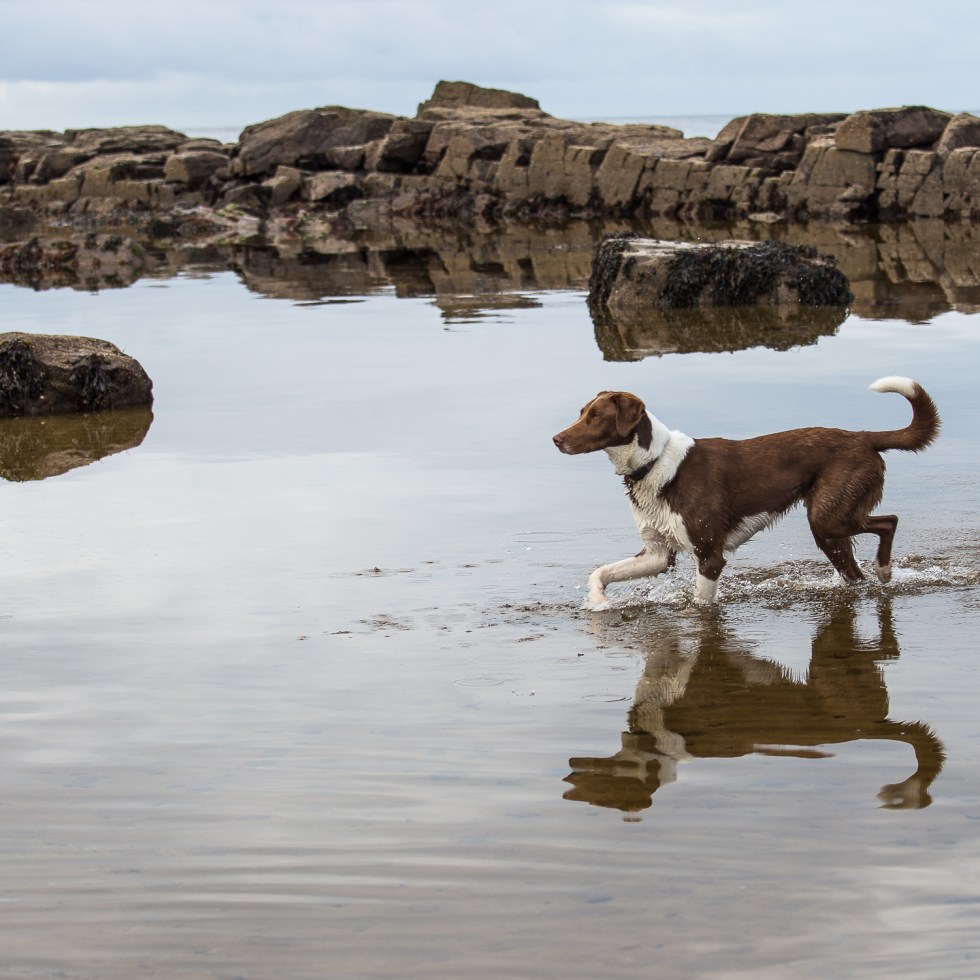 A hound enters the sea, its reflection caught in the moving waters