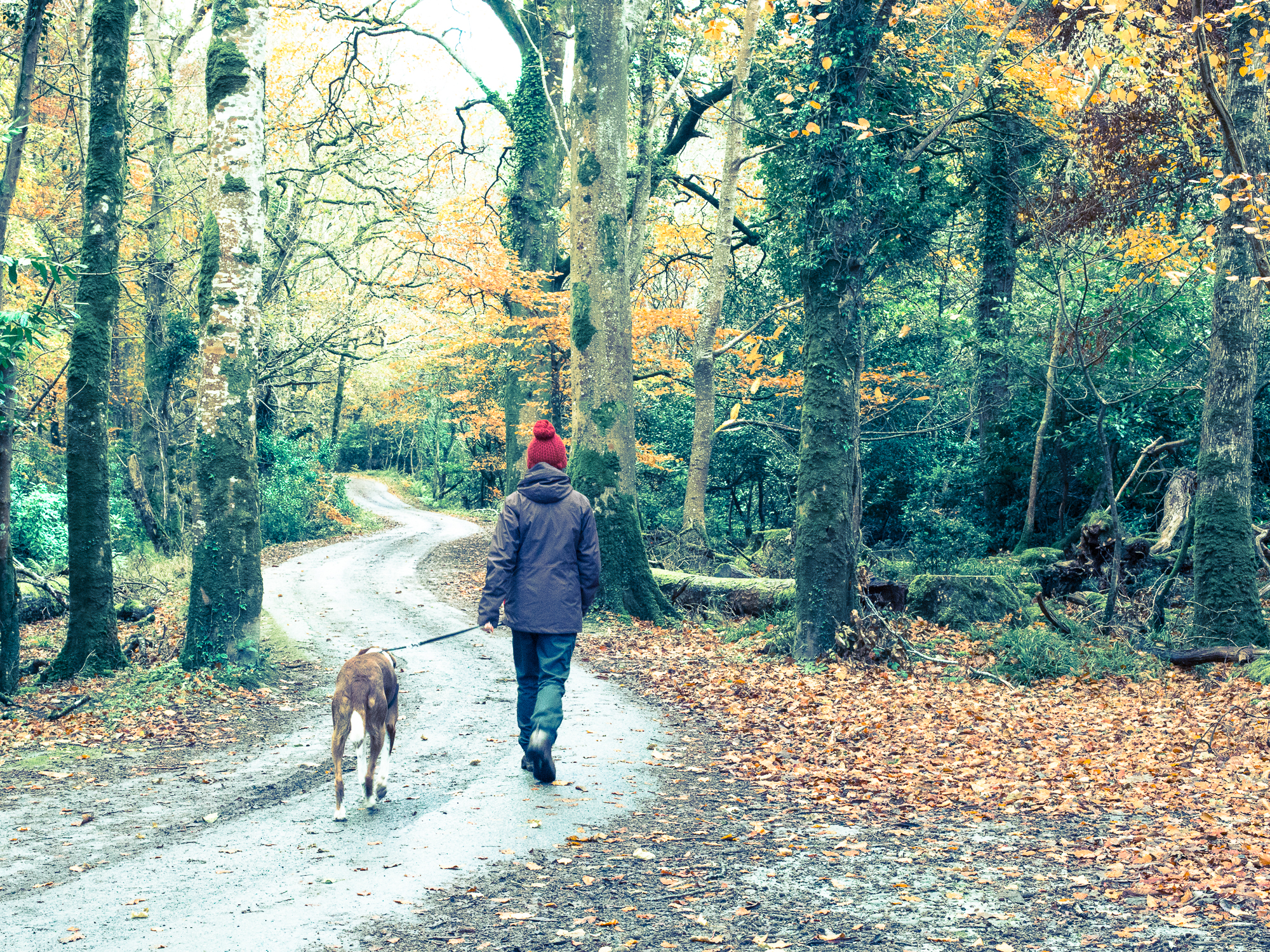 Walking the dog in Killarney National Park Park