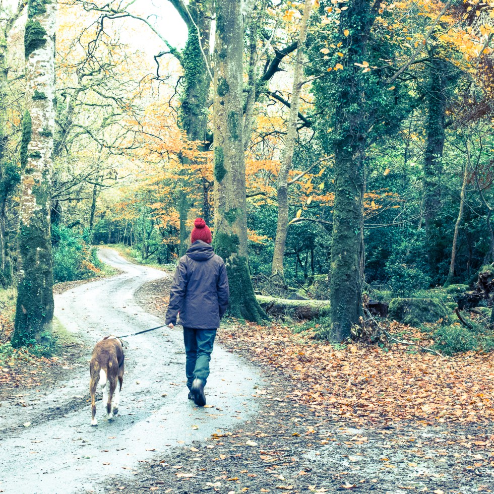 Walking the dog in Killarney National Park Park