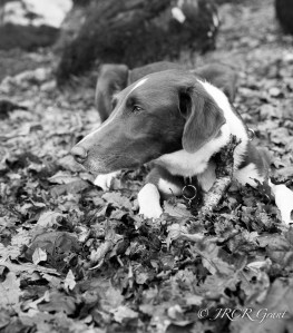 A black and white version of the image - head up