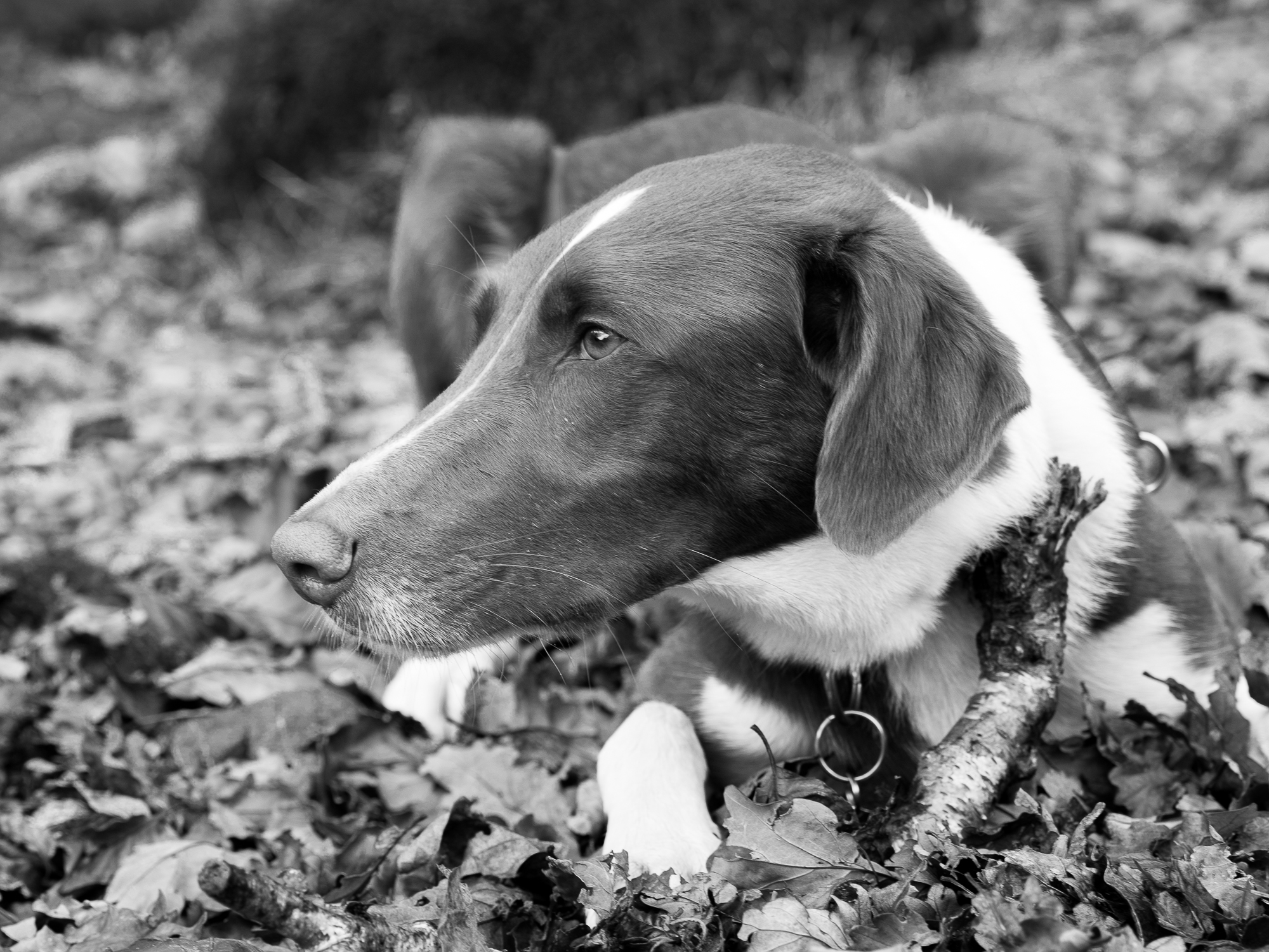 A Happy Hound chews a stick in the autumnal woods