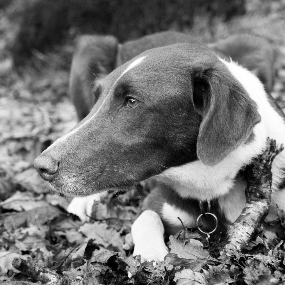 A Happy Hound chews a stick in the autumnal woods