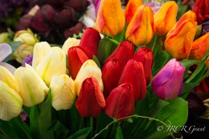 A bunch of tulips of various colourful hues in a Polish market