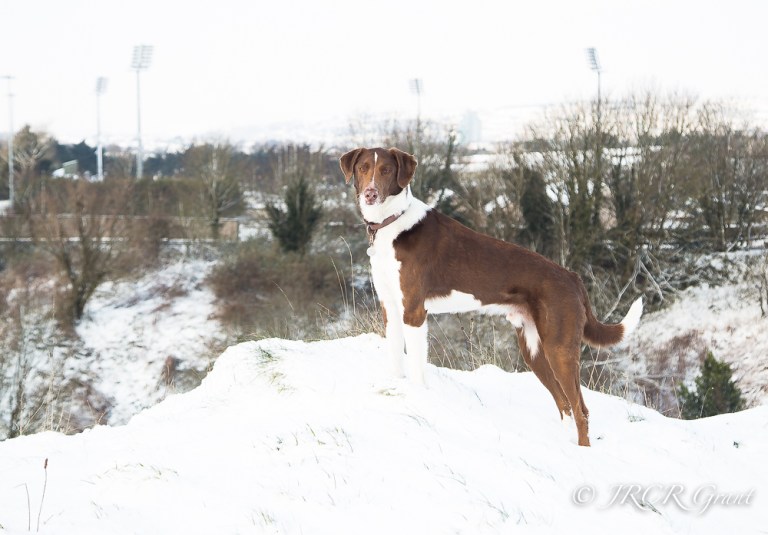 A handsome hound surveys the local quarry from the top of its rim
