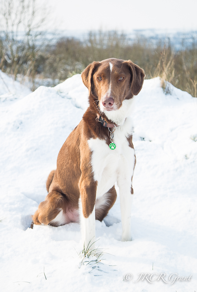 A hound sits in the snow, leaving a trace of his own outline