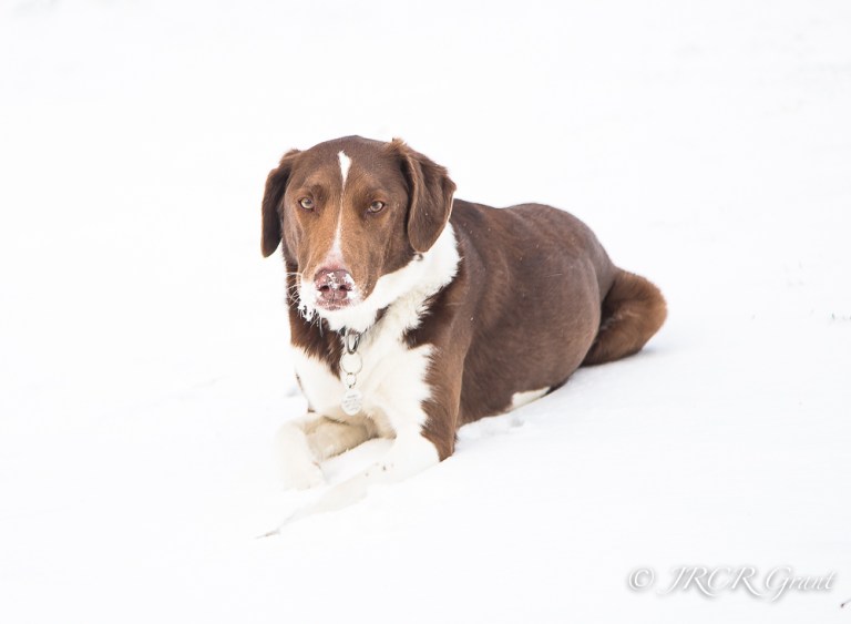A brown and white hound takes a rest in the snow