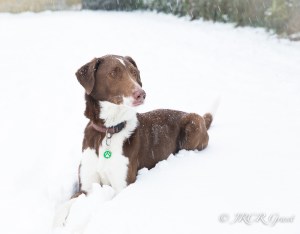 A colllie hound cross ignores the falling flakes and scouts the scene