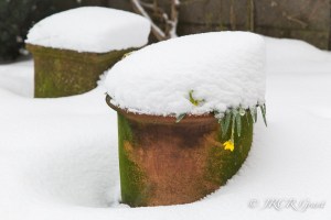 Daffodils fall foul of teh late snow
