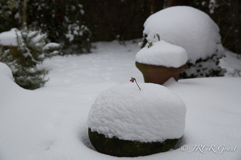 Snow causes shapes in the garden
