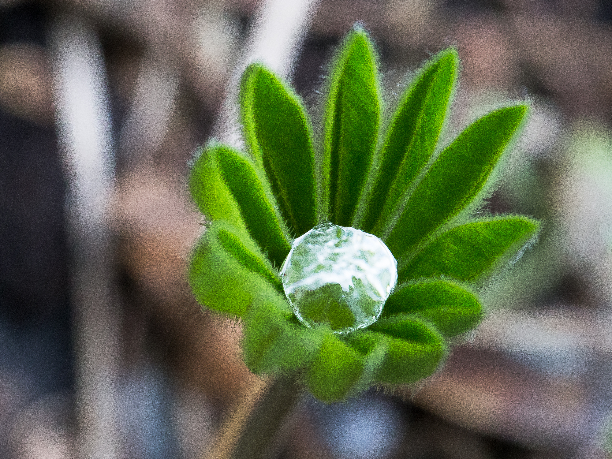 A lupin leaf holds a drop of water in its centre, shining like a diamond
