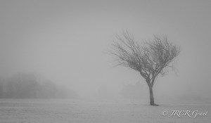 A gnarled tree stands against a snow blizzard in a Cork Park, Ireland