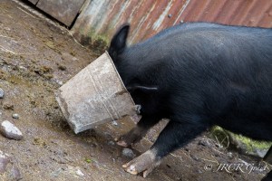 A black sow buries its head in a food bucket