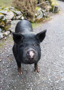 The welcome of a friendly sow