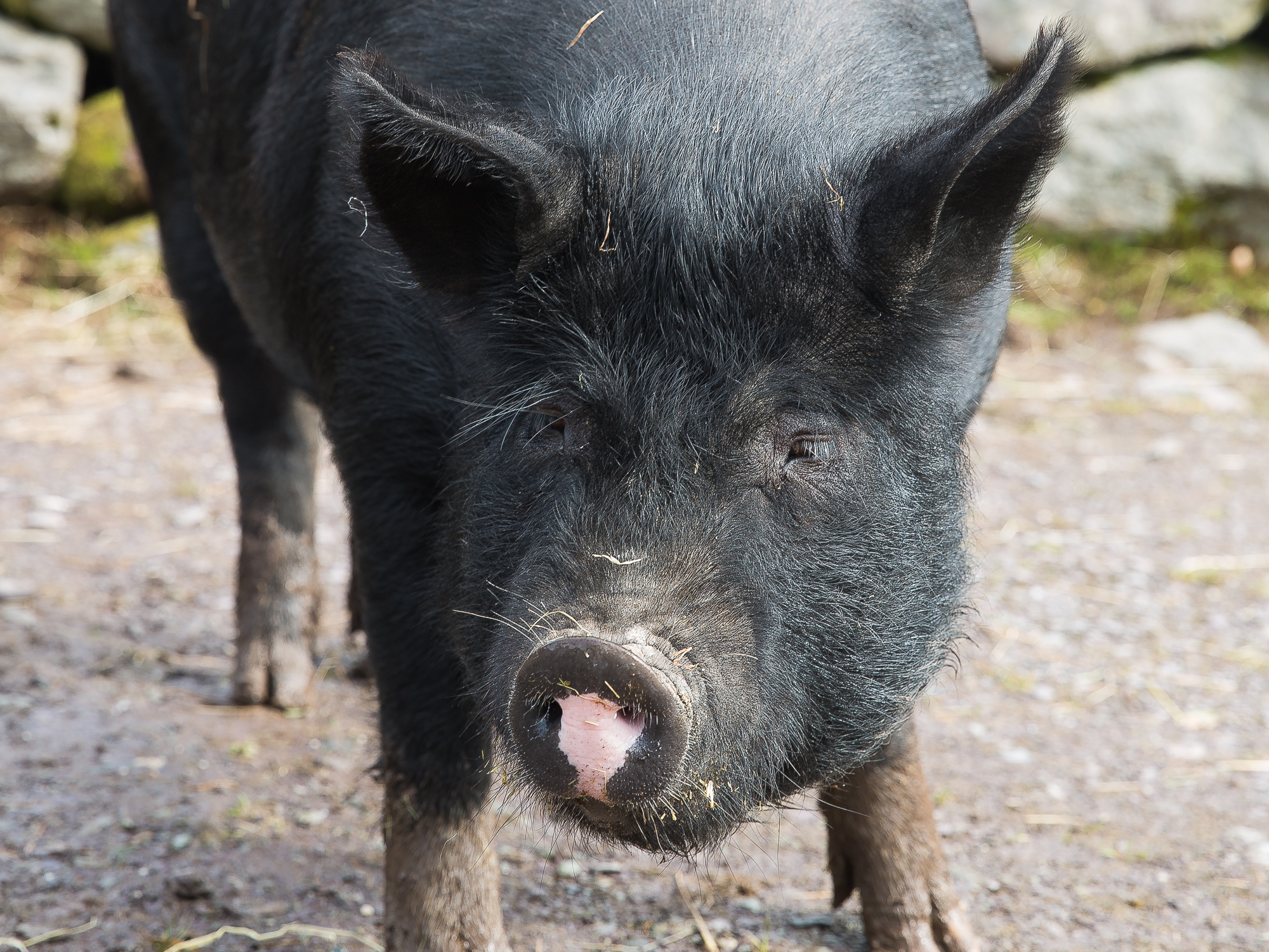 A black pig shows off its pink snout