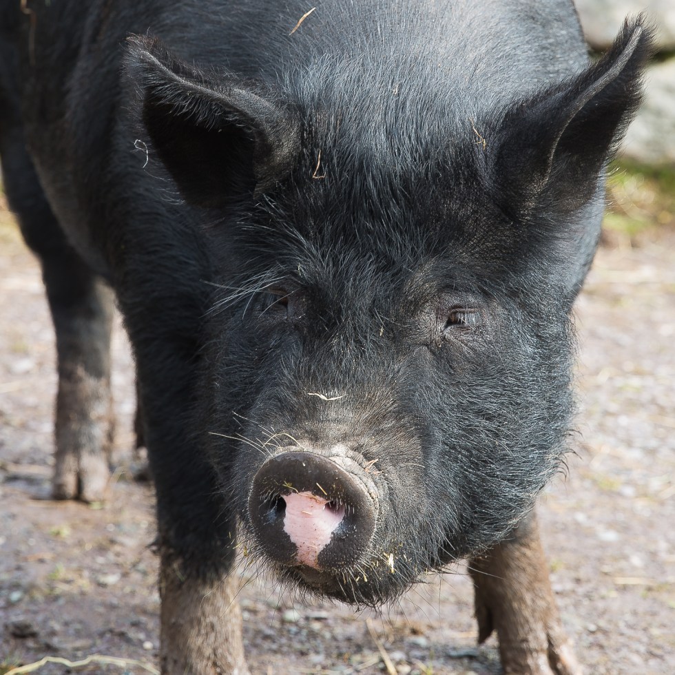 A black pig shows off its pink snout
