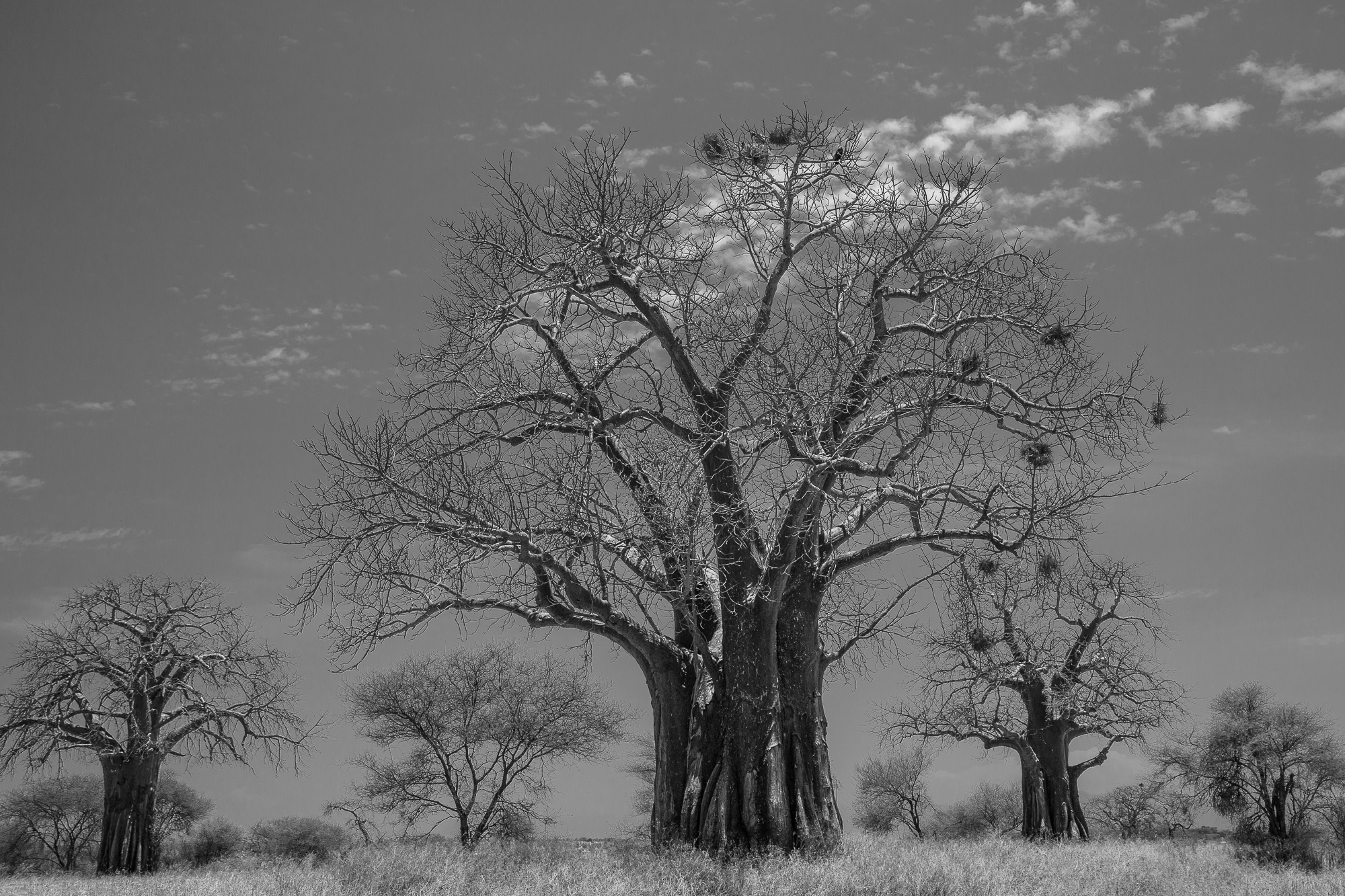 A baobab tree hosts a vulture, an eagle and stands proud in Tarangire Park, Tanzania