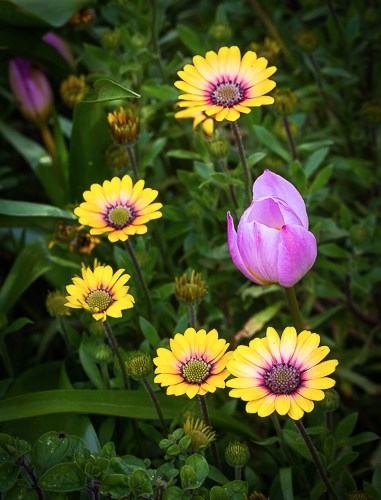 tulip and osteospermum reach out for the spring sunshine