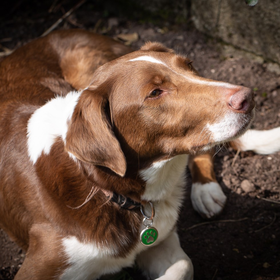 The Hound sniffs the air as something catches his attention