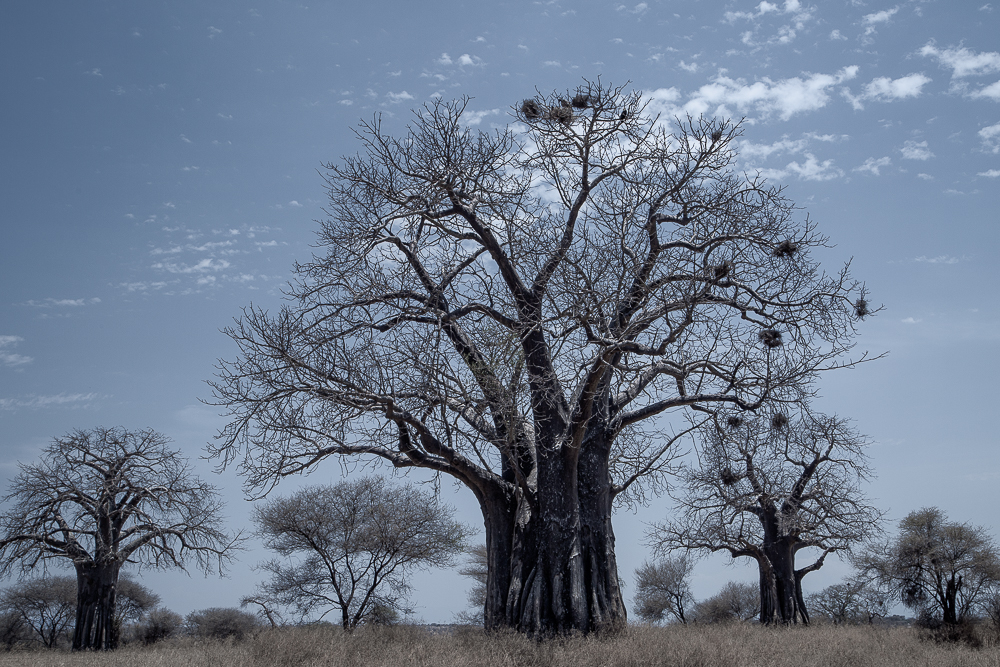 A karge baobab tree stands in the Tarangire National Park