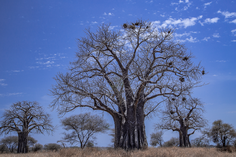 A Baobab tree spreads its broad trunk and branches over the Tarangire Park, Tanzania