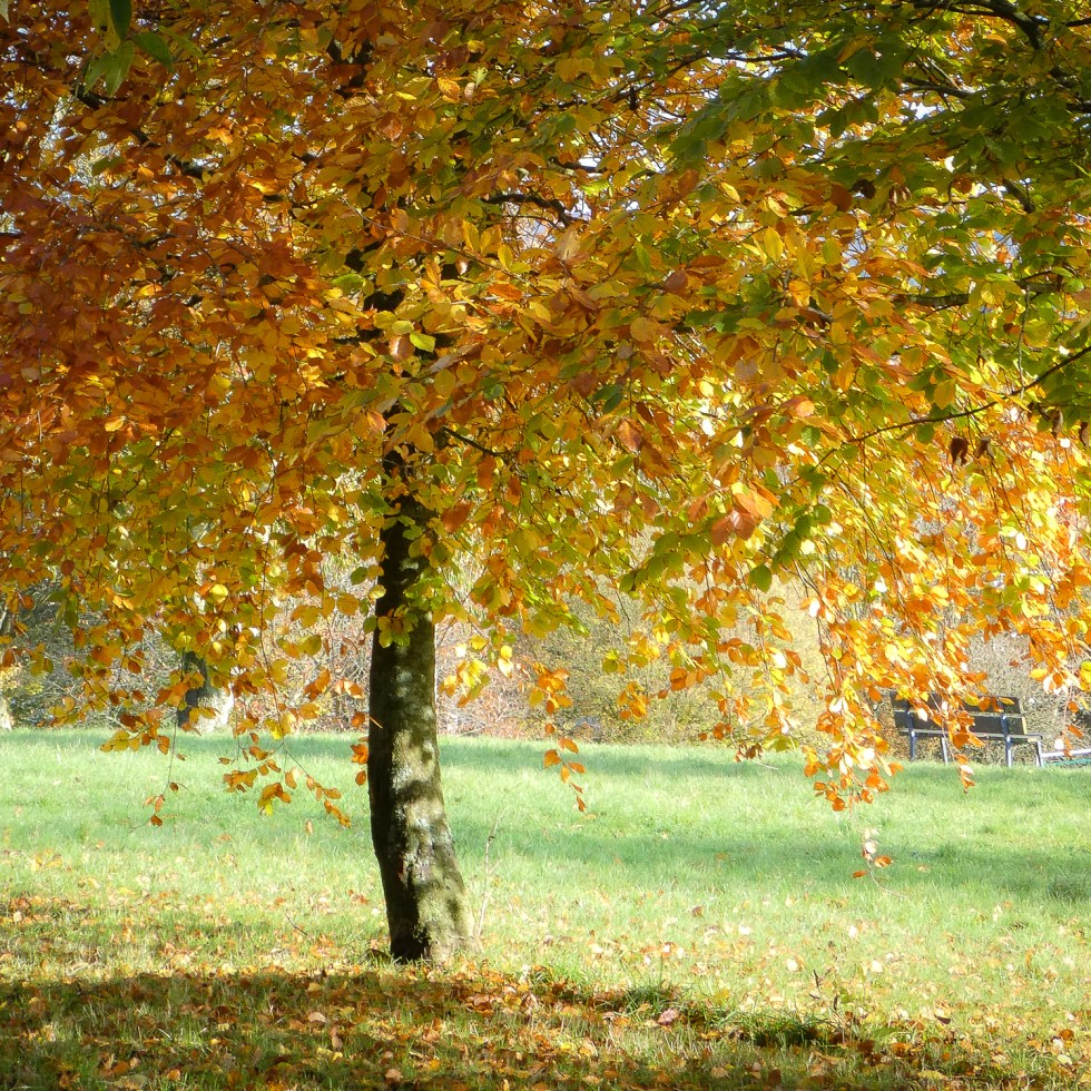 A tree weeps to the ground with the weight of its turning leaves; coins of gold, green, orange and every colour in between