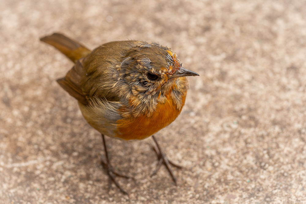 The changing plumage of a young robin, curious and up close