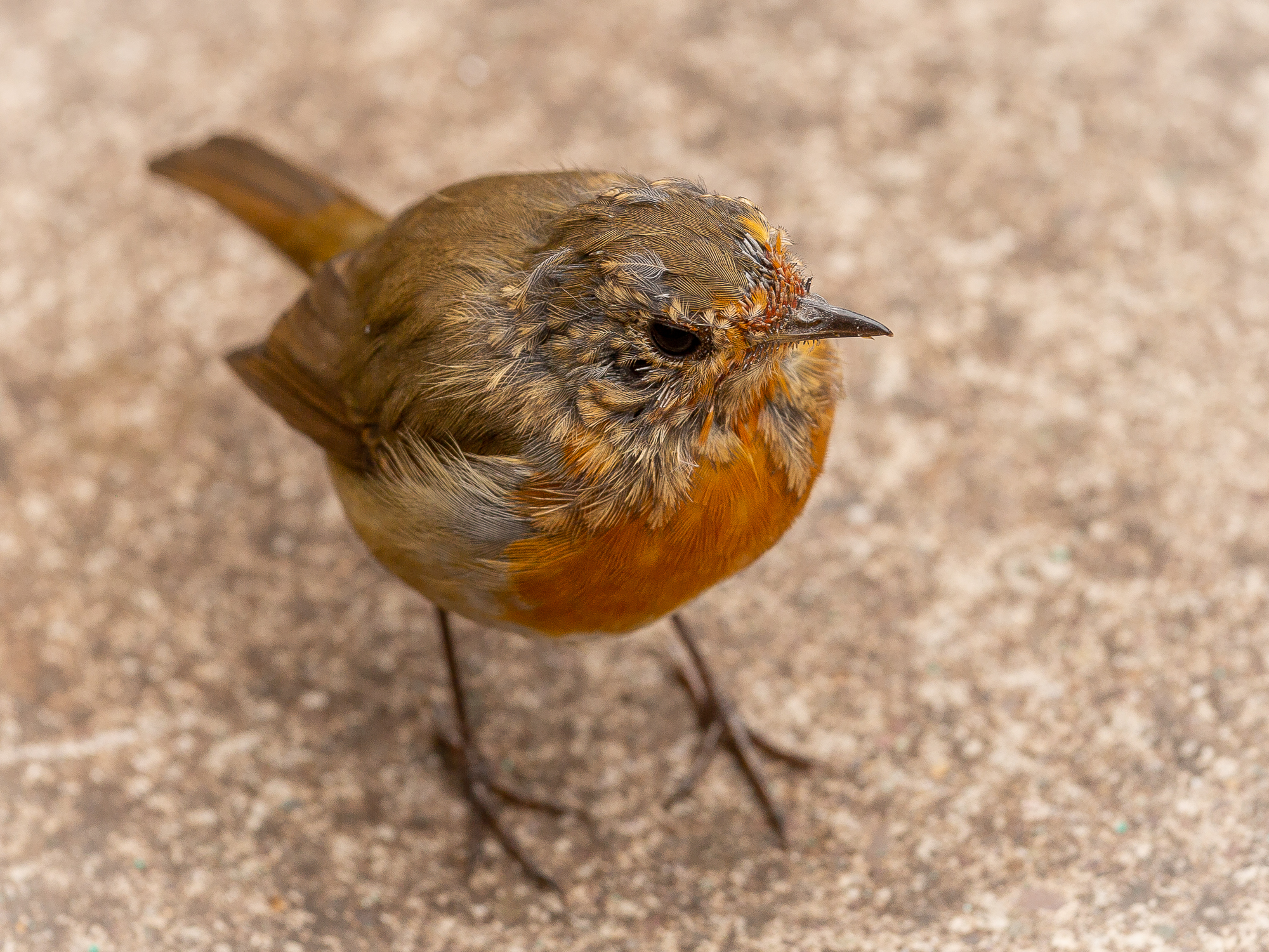Juvenile Robin changes clothes