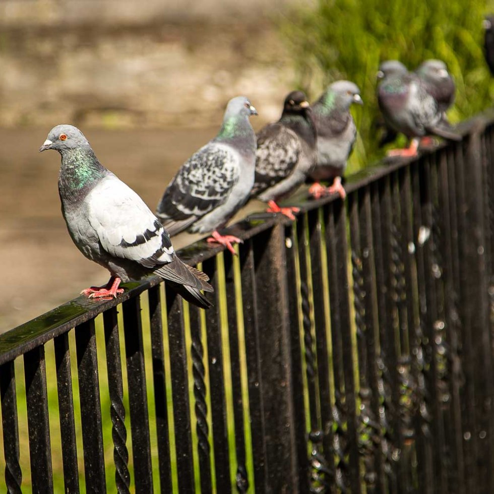 A pigeon sparkles in the Cork sunshine