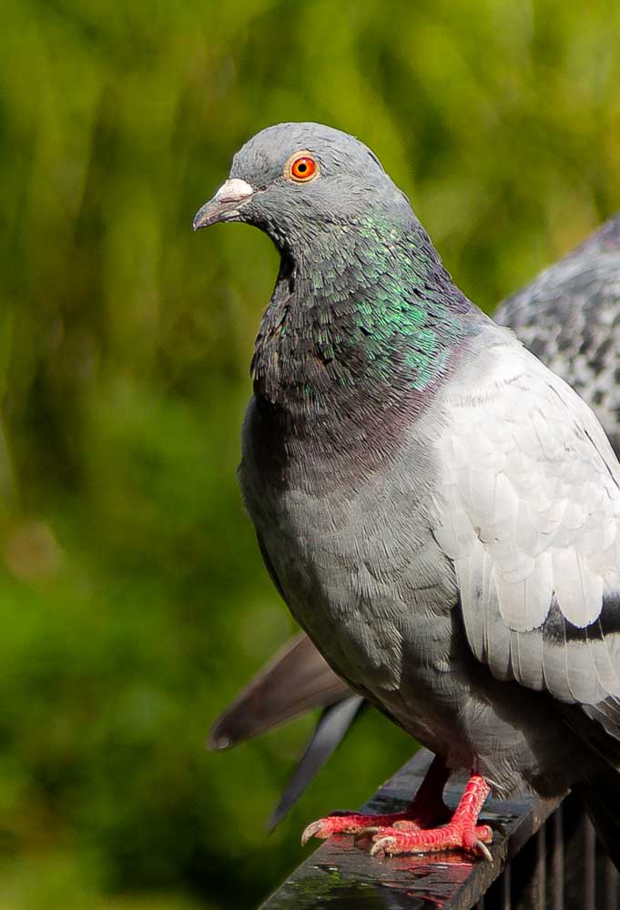 The humble pigeon with Louboutin feet and a sequined collar