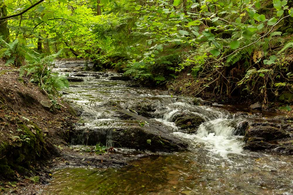 A stream tumbles its way down a natural stone stairway in the woods of Garryduff, Cork
