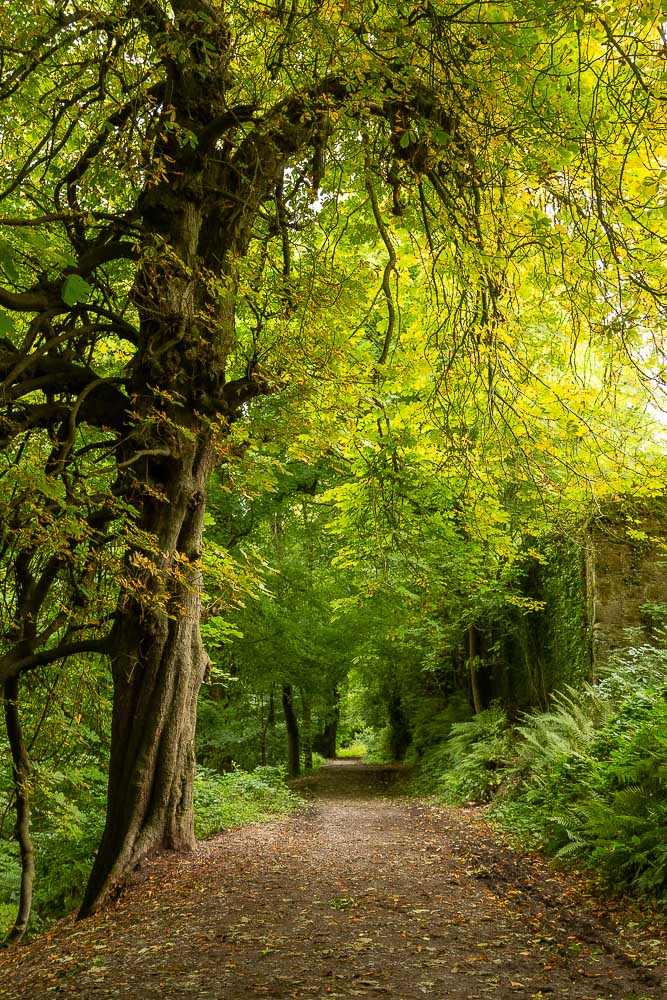 The twisted trunk of a beech tree perches on the track edge