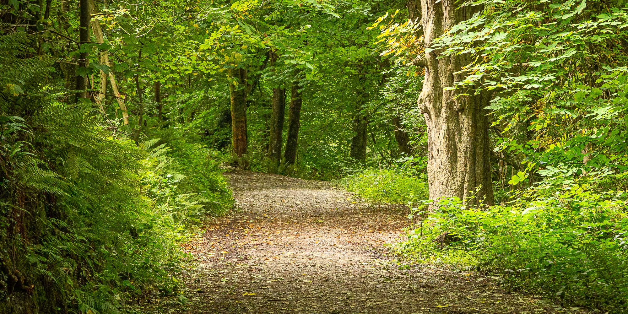 Shades of green enclose a track in the woods of Garryduff