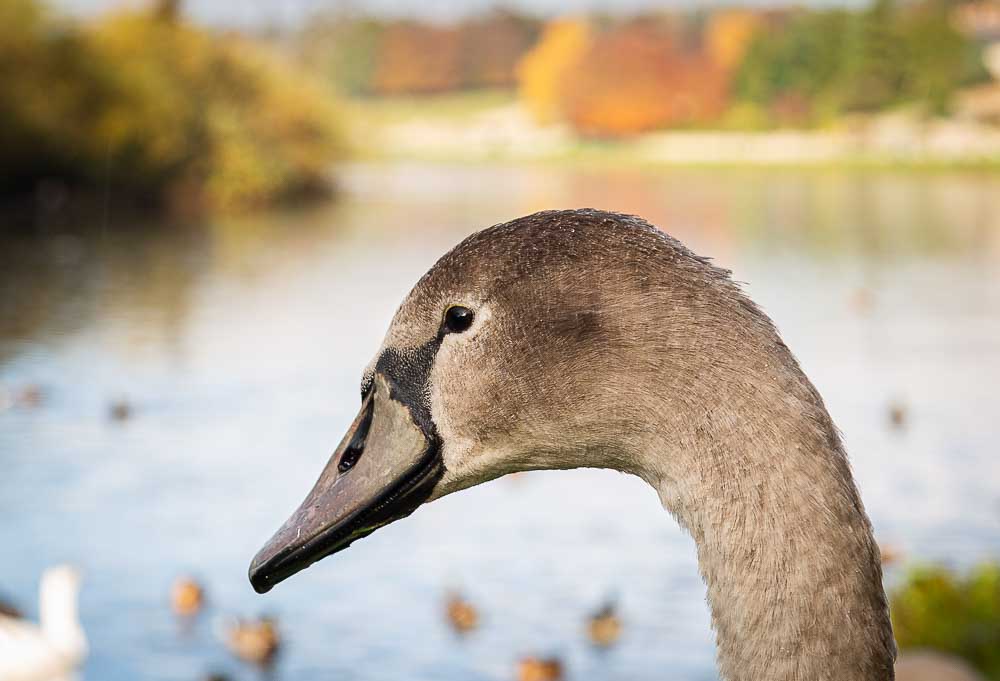 A cygnet sits on the banks of the River Tweed at Kelso