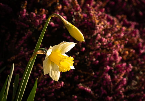 The first daffodil trumpet shines bright in the morning light