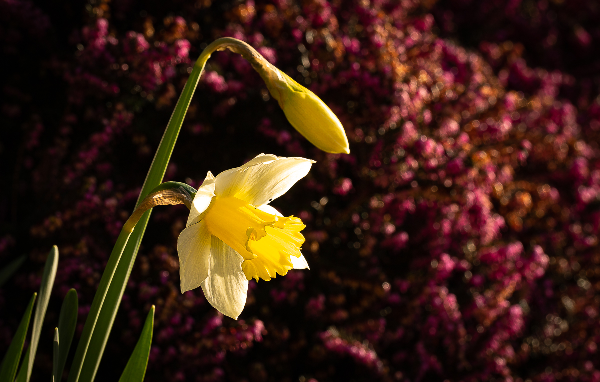 The first daffodils of spring
