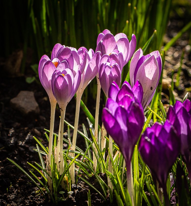 Crocuses standing tall and straight
