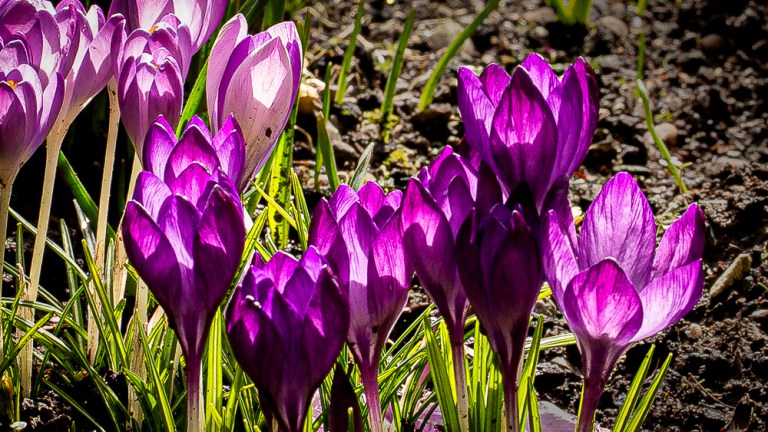 Crocuses bathing in sunlight become translucent