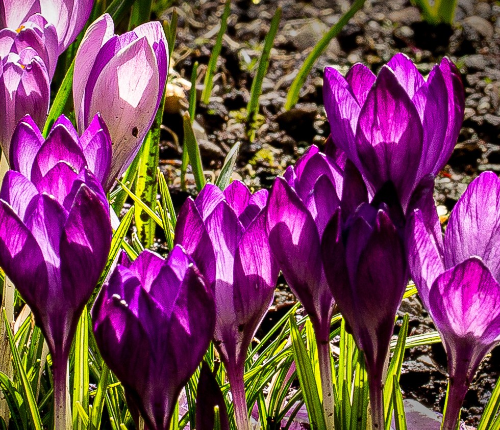 Purple and Lilac Crocuses compete for the sun