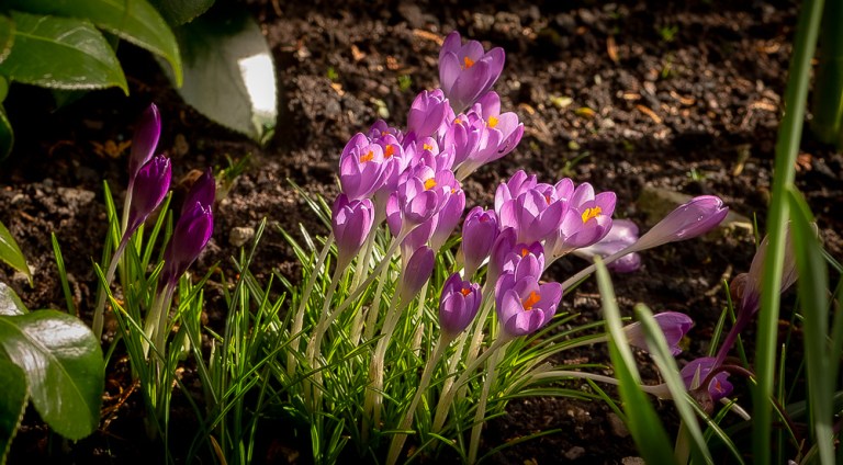 Crocuses