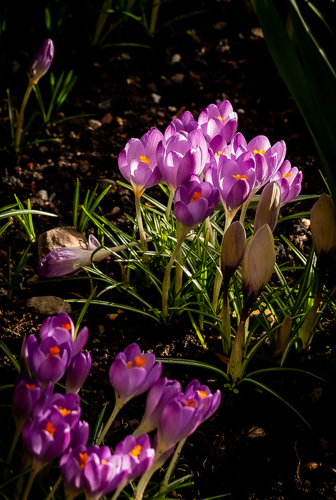 Lilac crocuses shine in the morning light
