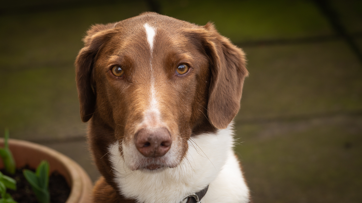 A mixed hound, brown and white