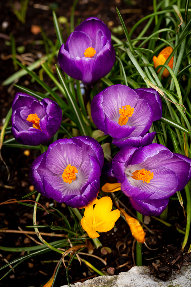 Purple crocuses spring to life