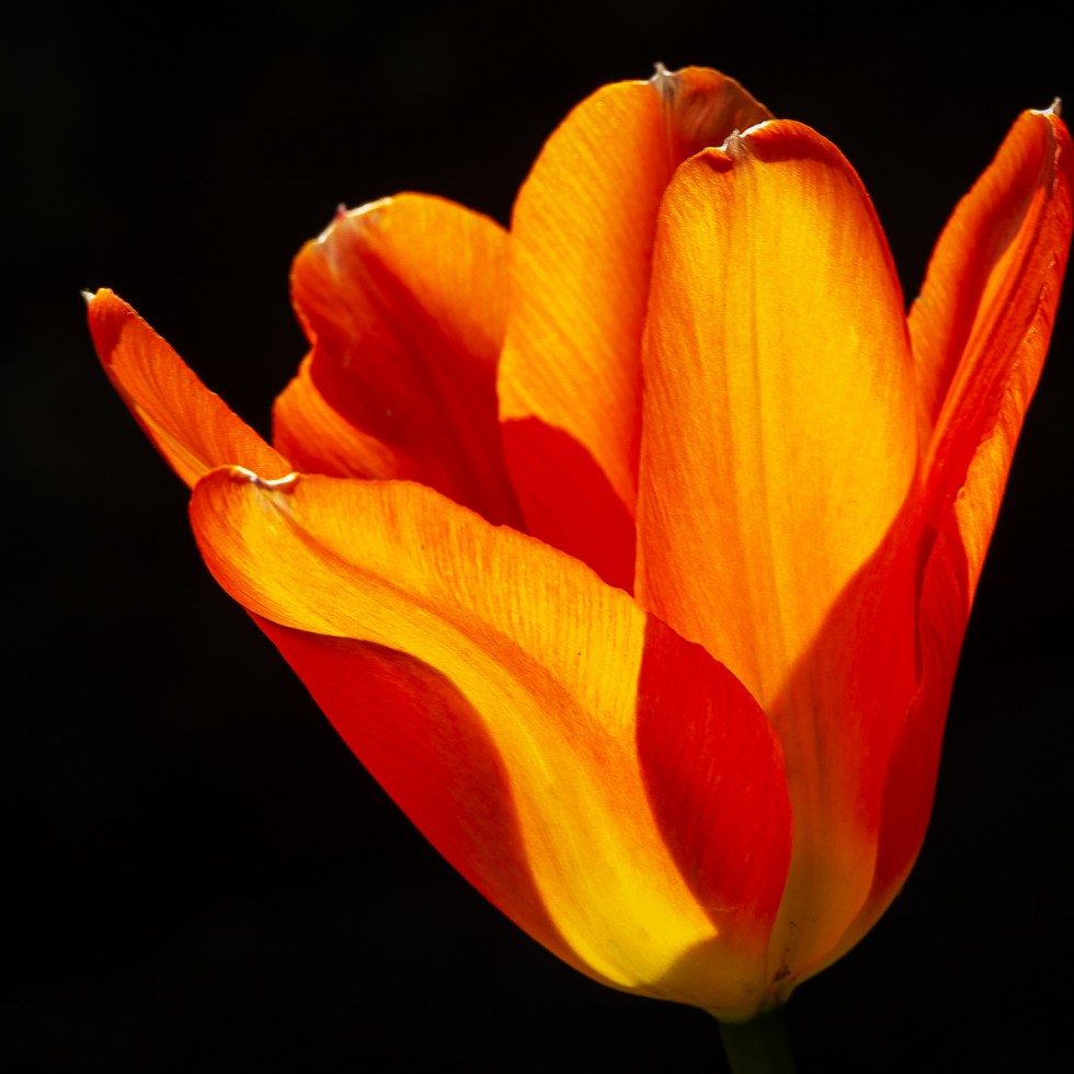 An orange and red tulip cast in sunlight mimics dancing flames