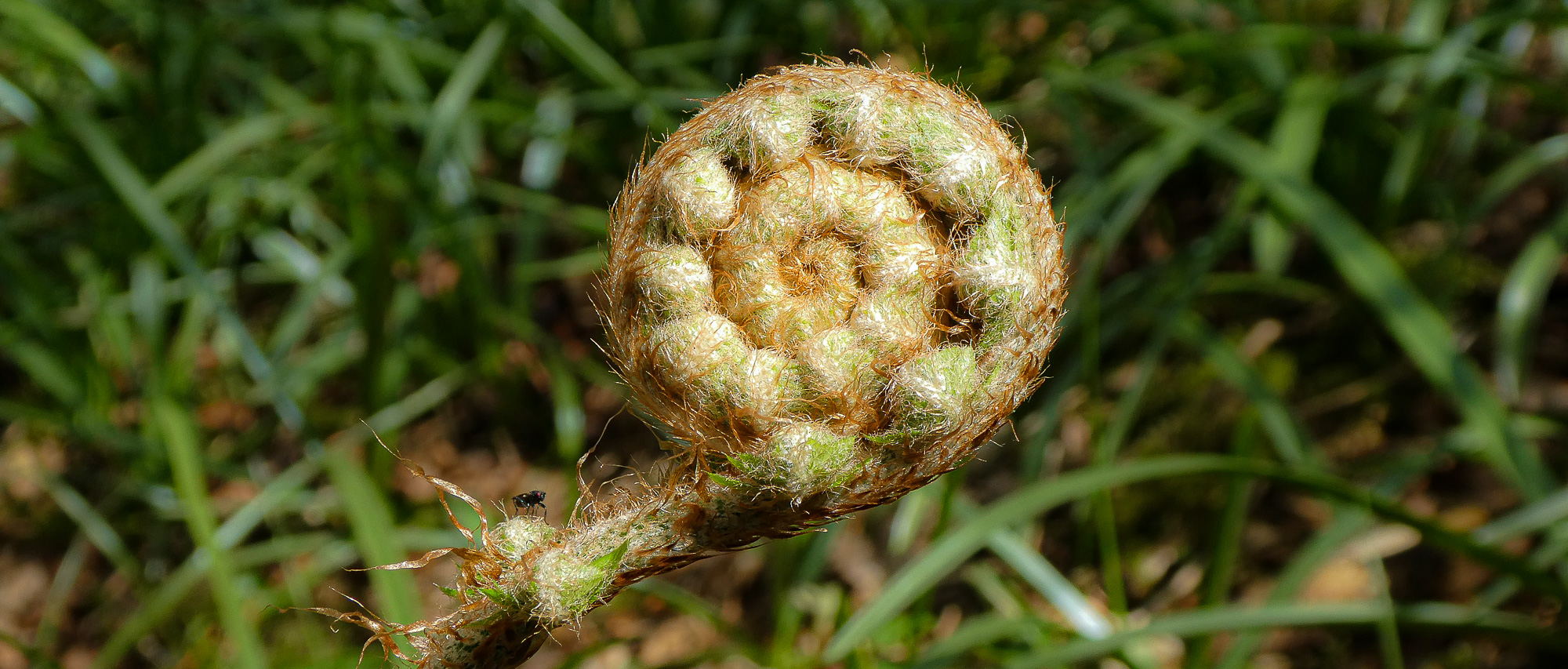 The coiled Spring of a bracken fern, ready to unfurl