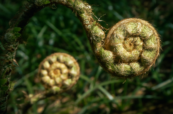 In the woodland a bracken frond resembles a chameleon's tongue, ready to pounce on a passing insect