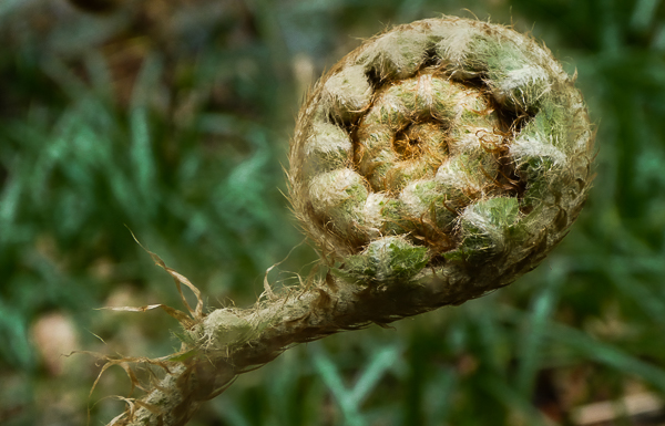 A bracken frond gradually releases itself from its tight wrappings