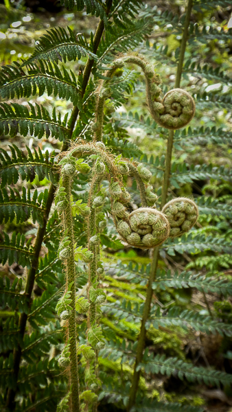 Bracken stalks resemble walking sticks as they expand further in their search for the light and growth