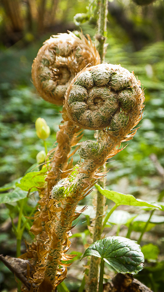 The forest floor races to the sky as spring erupts
