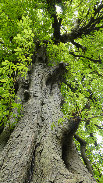 A mighty horse chestnut sprouts dazzling green leaves as spring embeds itself
